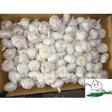 5.0cm Fresh White Garlic